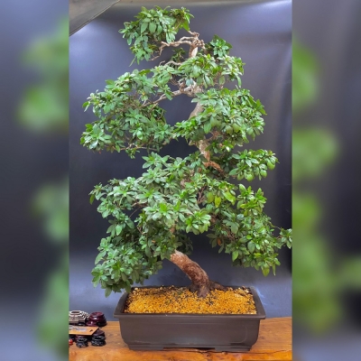 Бонсай Азалия 110 см, 60 лет