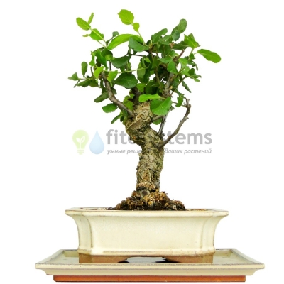 Бонсай дуб (Quercus) 35 см, 17 лет