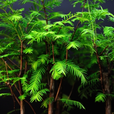 Бонсай метасеквойя Роща 50 см, 14 лет