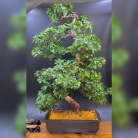 Бонсай Азалия 110 см, 60 лет