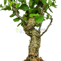 Бонсай дуб (Quercus) 35 см, 17 лет