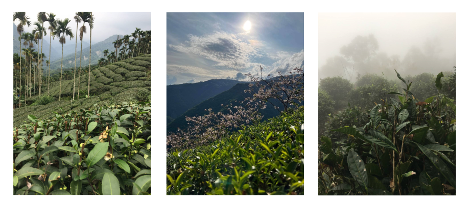 tchai